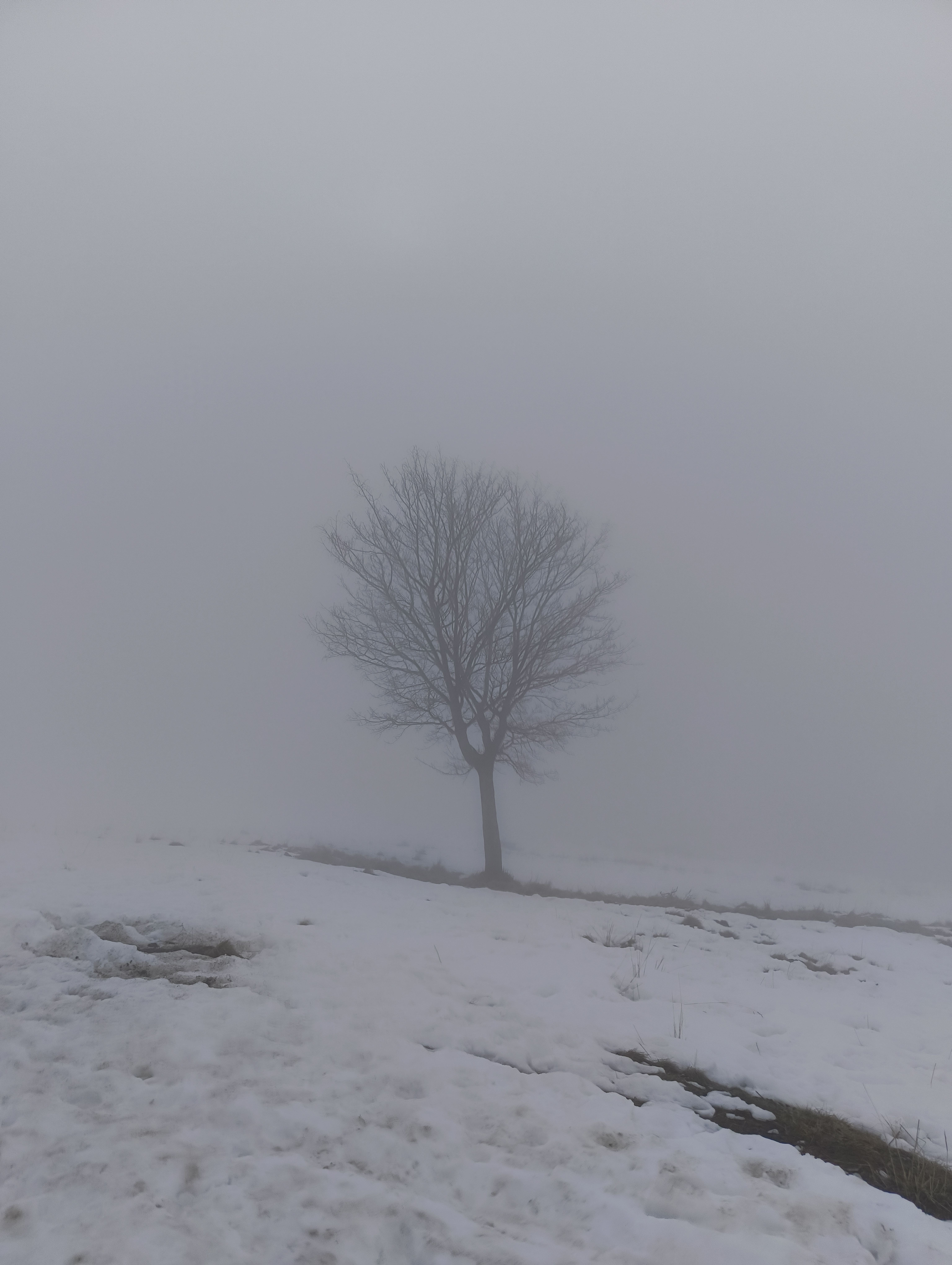 Foto n° 1 del trekking Monte Muggio Innevato